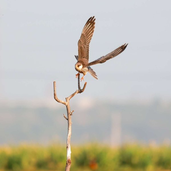 长富配资 小型猛禽红脚隼简介